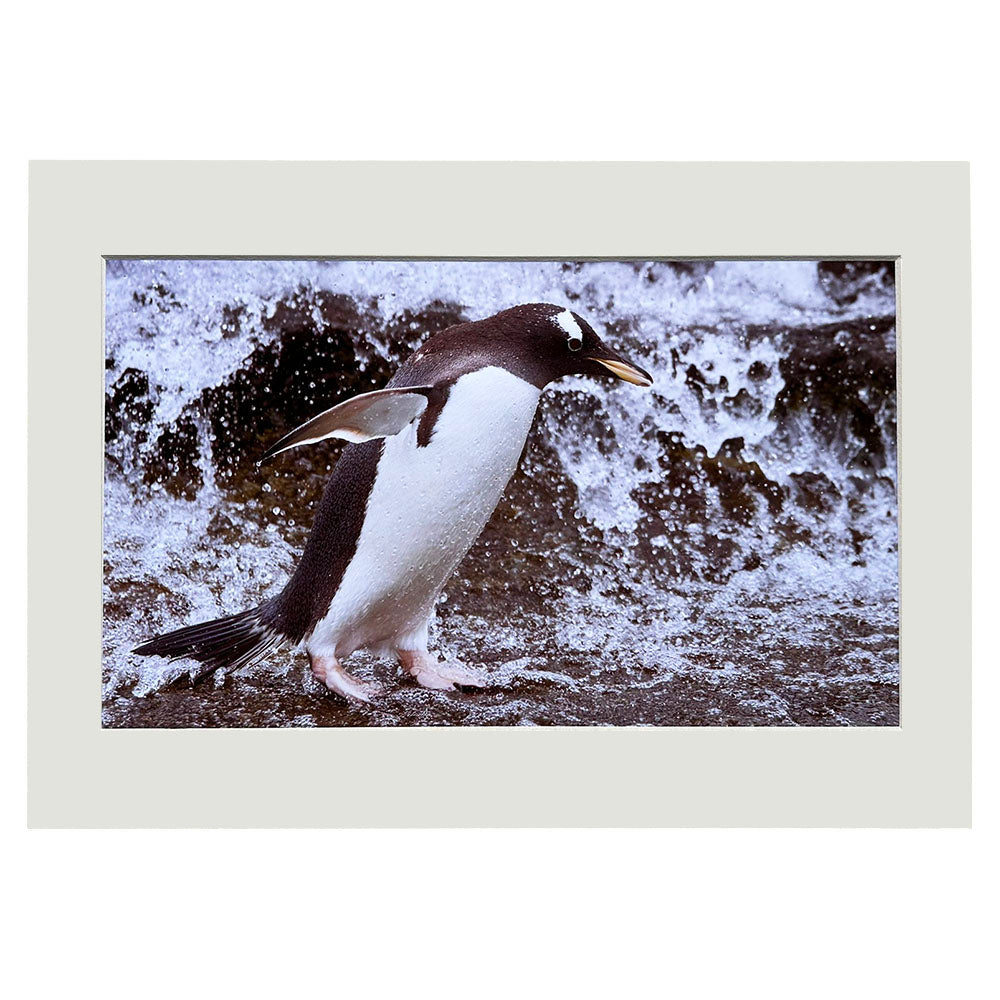 These stunning prints will bring the beauty and wonder of the animal world into your home. Snapped&nbsp;by renowned photographer Peter Beattie, these prints capture the grace and majesty of&nbsp;the animals at Edinburgh Zoo.