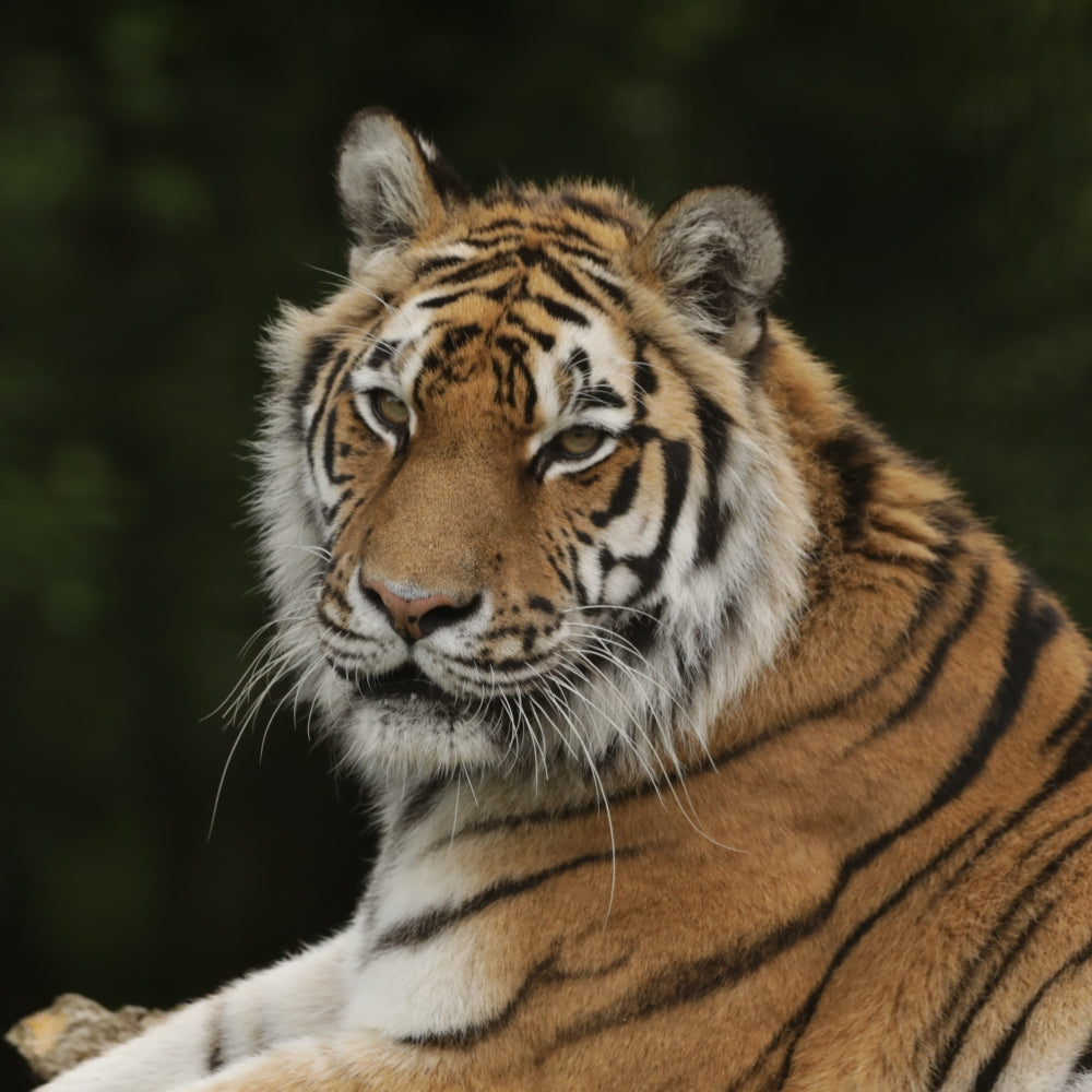 Adopt a amur tiger at Highland Wildlife Park and support the Royal Zoological Society of Scotland – your wildlife conservation charity. Choose an adoption package and help save the animals you love.
