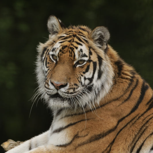 Adopt a amur tiger at Highland Wildlife Park and support the Royal Zoological Society of Scotland – your wildlife conservation charity. Choose an adoption package and help save the animals you love.