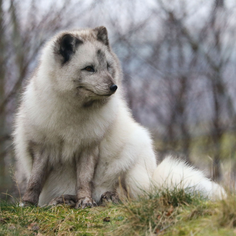 Adopt a arctic fox at Highland Wildlife Park and support the Royal Zoological Society of Scotland – your wildlife conservation charity. Choose an adoption package and help save the animals you love.