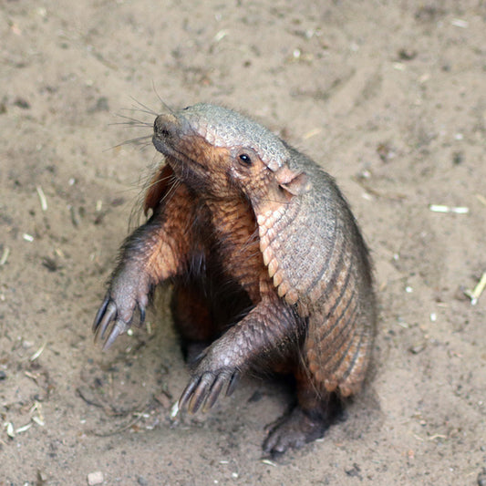 Armadillo Magic Moment (ages 6+)
