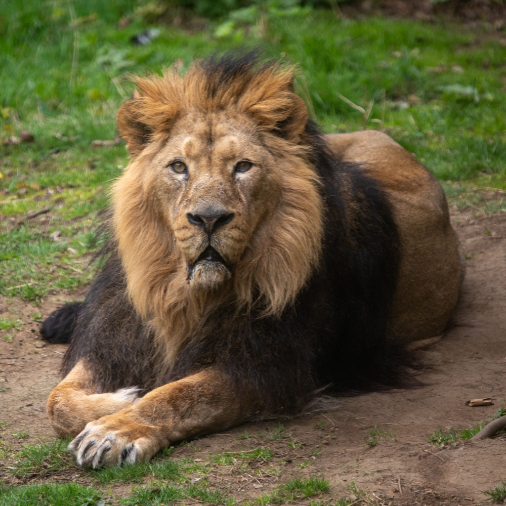 Adopt a Asiatic lion at Edinburgh Zoo and support the Royal Zoological Society of Scotland – your wildlife conservation charity. Choose an adoption package and help save the animals you love.
