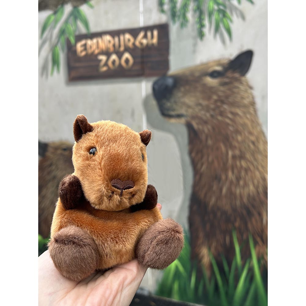 This little beanie palm pal is fun to have around. Sid the Capybara is just the right size for adventures, 15cm high and fits snuggly in your hand.