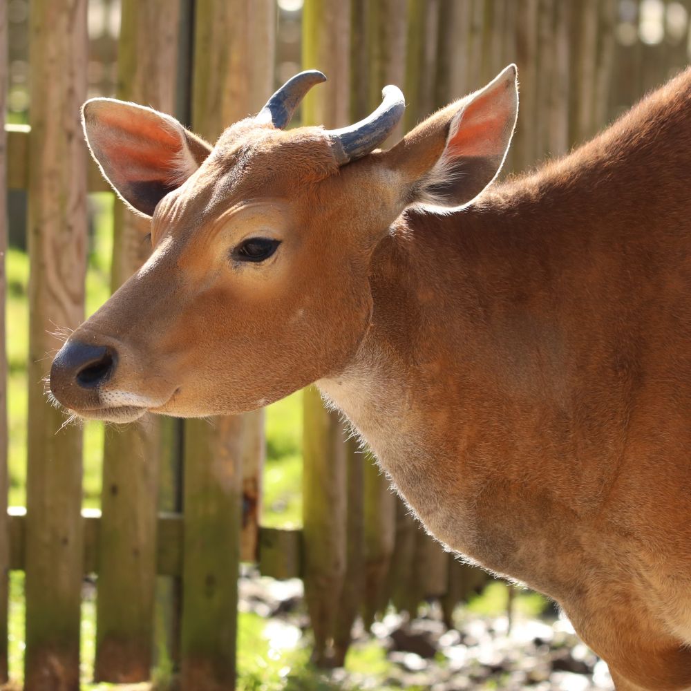 Adopt a banteng at Edinburgh Zoo and support the Royal Zoological Society of Scotland – your wildlife conservation charity. Choose an adoption package and help save the animals you love.