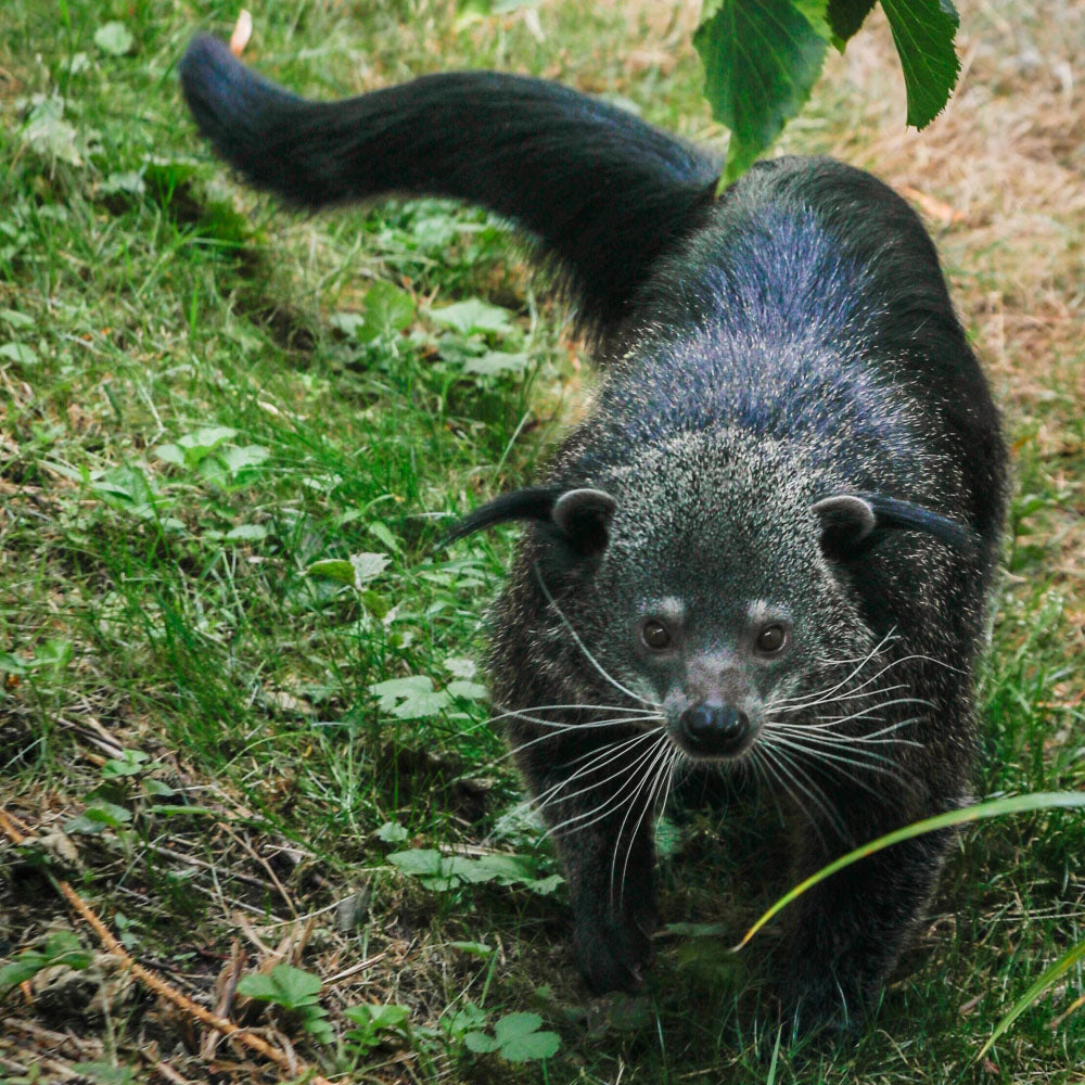 Adopt a binturong at Edinburgh Zoo and support the Royal Zoological Society of Scotland – your wildlife conservation charity. Choose an adoption package and help save the animals you love.