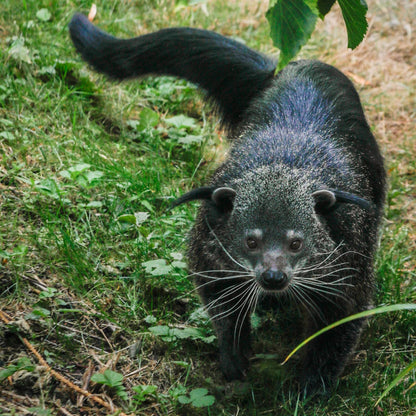 Adopt a binturong at Edinburgh Zoo and support the Royal Zoological Society of Scotland – your wildlife conservation charity. Choose an adoption package and help save the animals you love.