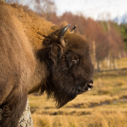 Adopt a European bison at Highland Wildlife Park and support the Royal Zoological Society of Scotland – your wildlife conservation charity. Choose an adoption package and help save the animals you love.
