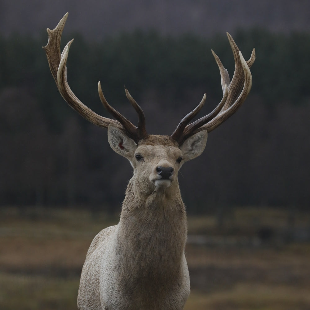 Adopt a Bukhara deer at Highland Wildlife Park and support the Royal Zoological Society of Scotland – your wildlife conservation charity. Choose an adoption package and help save the animals you love.