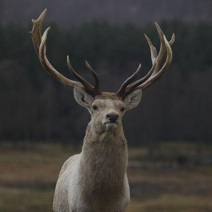 Adopt a Bukhara deer at Highland Wildlife Park and support the Royal Zoological Society of Scotland – your wildlife conservation charity. Choose an adoption package and help save the animals you love.