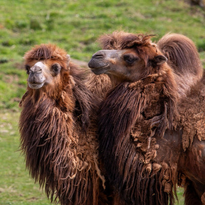 Adopt a Bactrain camel at Highland Wildlife Park and support the Royal Zoological Society of Scotland – your wildlife conservation charity. Choose an adoption package and help save the animals you love.