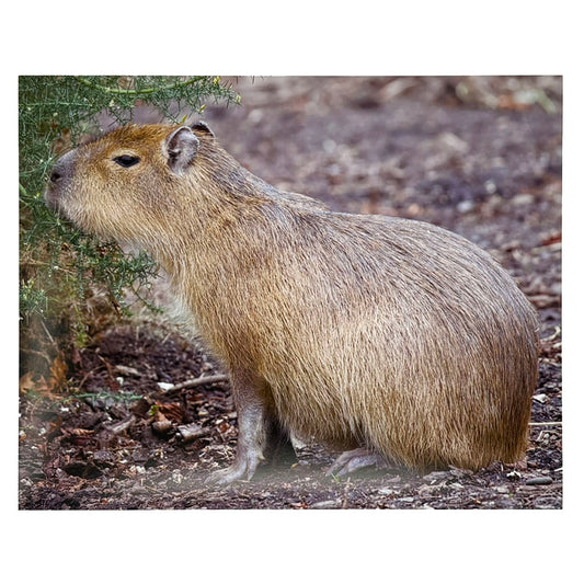 Capybara photo print by Peter Beattie - 10 x 8