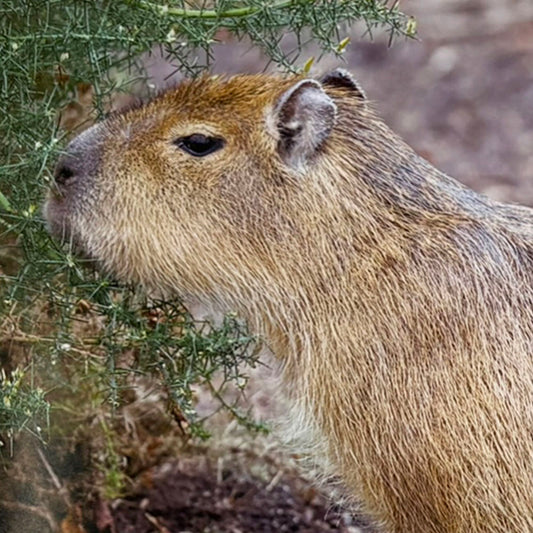Capybara photo print by Peter Beattie - 10 x 8