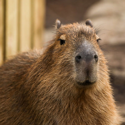 Adopt a capybara at Edinburgh Zoo and support the Royal Zoological Society of Scotland – your wildlife conservation charity. Choose an adoption package and help save the animals you love.
