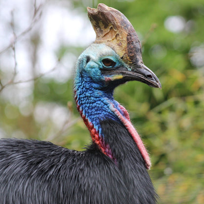 Adopt a southern cassowary at Edinburgh Zoo and support the Royal Zoological Society of Scotland – your wildlife conservation charity. Choose an adoption package and help save the animals you love.