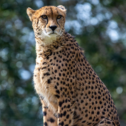Adopt a cheetah at Edinburgh Zoo and support the Royal Zoological Society of Scotland – your wildlife conservation charity. Choose an adoption package and help save the animals you love.