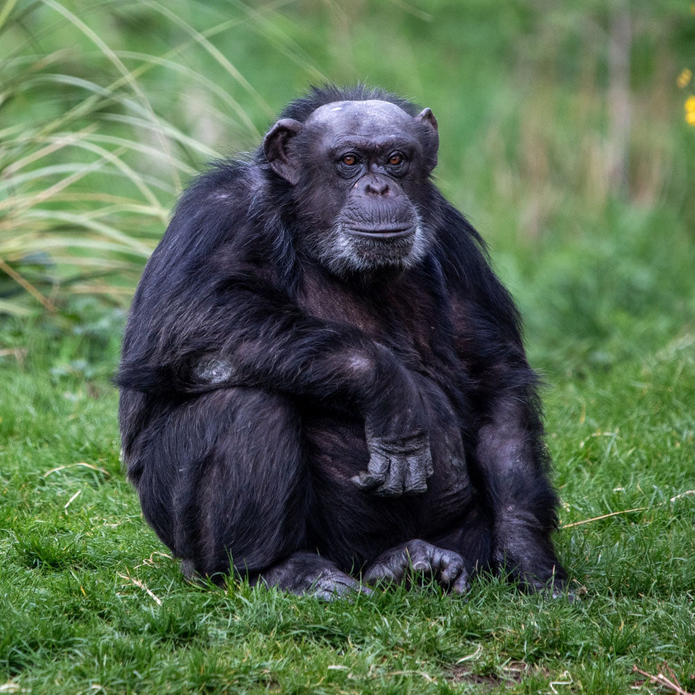 Adopt a chimpanzee at Edinburgh Zoo and support the Royal Zoological Society of Scotland – your wildlife conservation charity. Choose an adoption package and help save the animals you love.