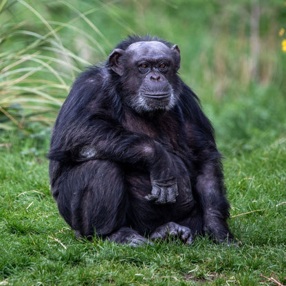 Adopt a chimpanzee at Edinburgh Zoo and support the Royal Zoological Society of Scotland – your wildlife conservation charity. Choose an adoption package and help save the animals you love.