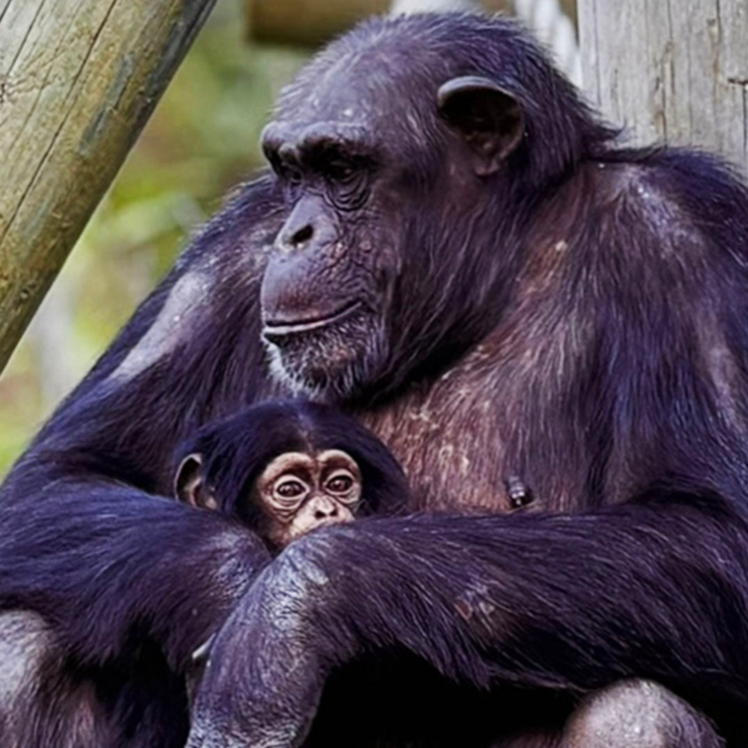 Chimp & baby photo print by Peter Beattie - 8 x 8