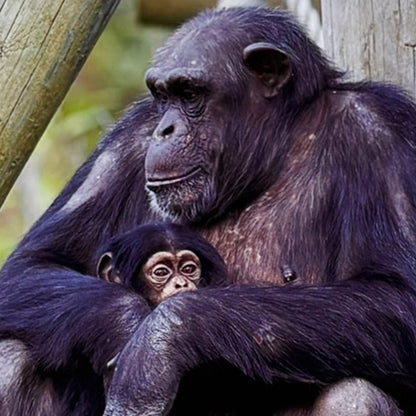 Chimp & baby photo print by Peter Beattie - 8 x 8