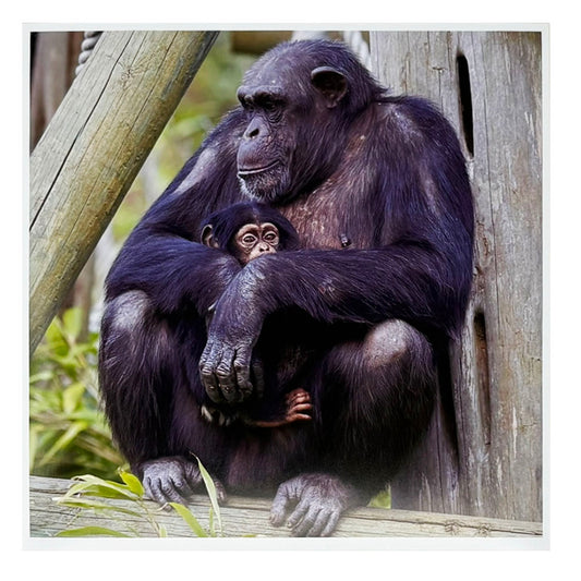 Chimp & baby photo print by Peter Beattie - 8 x 8