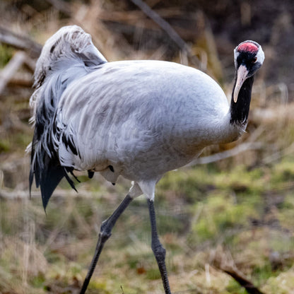 Adopt a Eurasia crane at Highland Wildlife Park and support the Royal Zoological Society of Scotland – your wildlife conservation charity. Choose an adoption package and help save the animals you love.