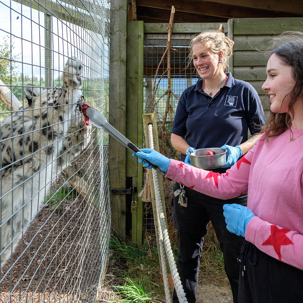 Snow Leopard Magic Moment (16+)