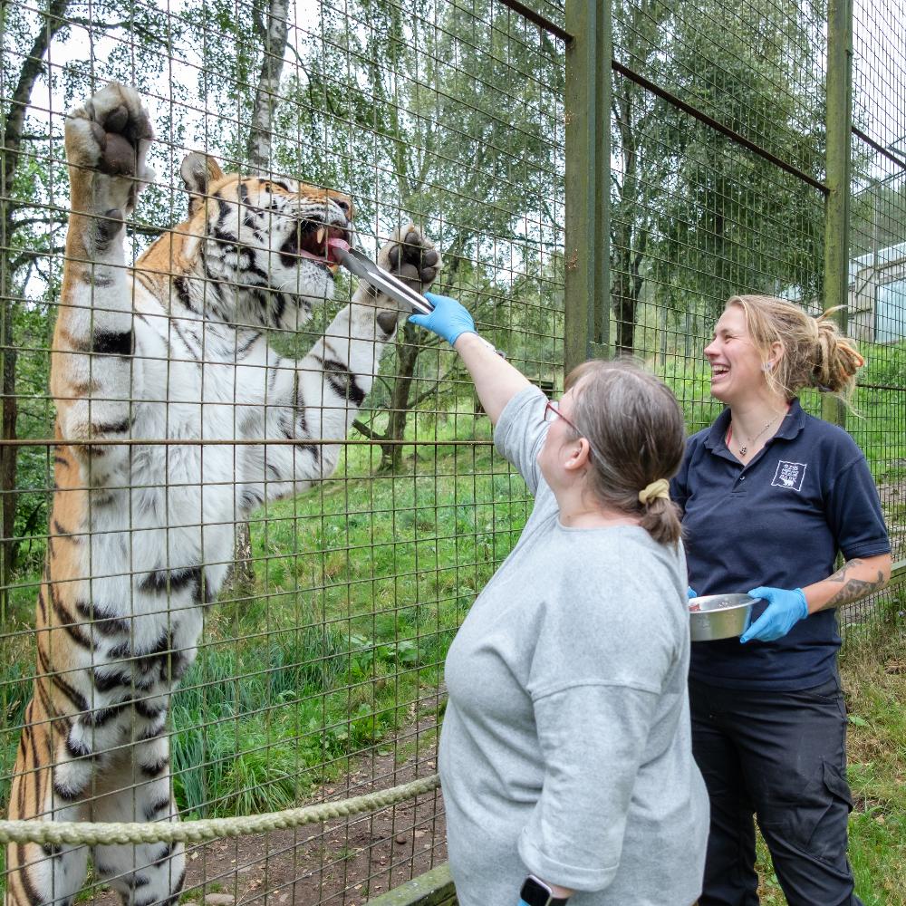 Amur Tiger Magic Moment (ages 16+)