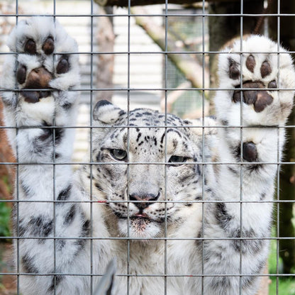 Snow Leopard Magic Moment (16+)