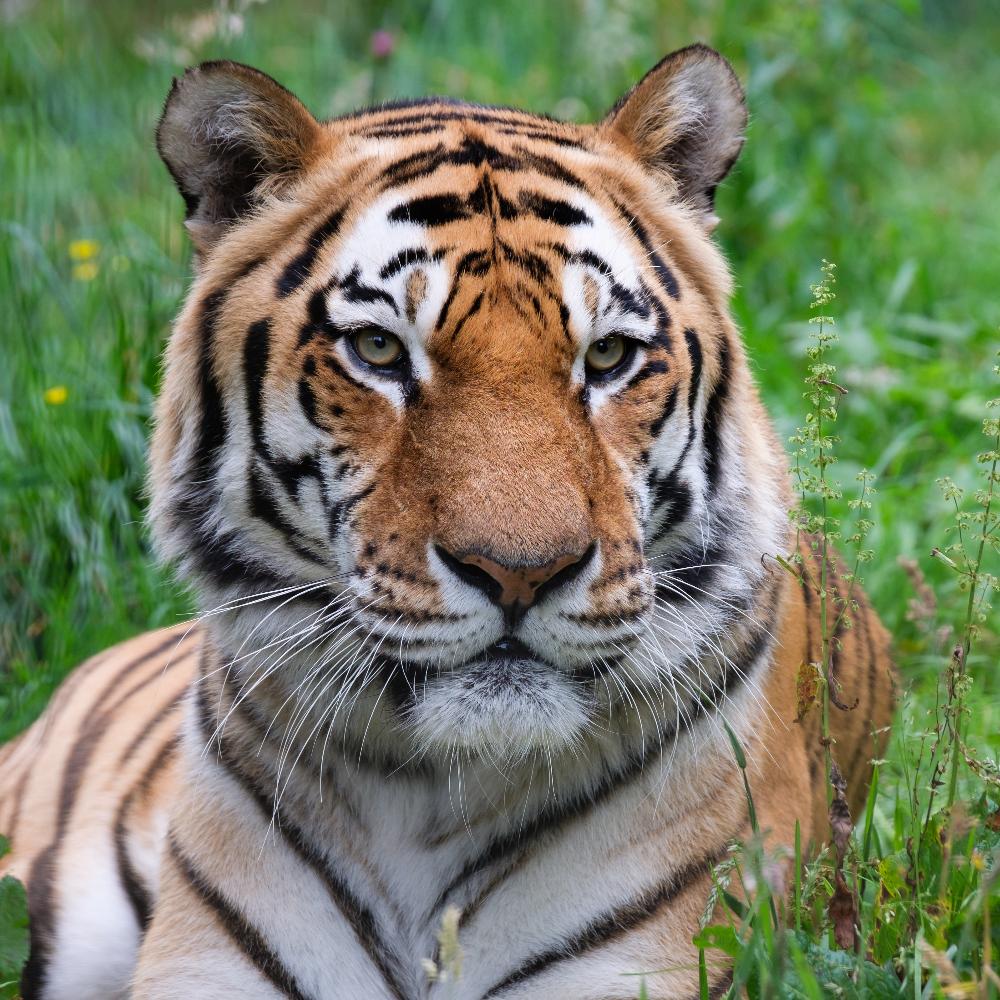 Putin's Tiger Diplomacy: Four Amur Cats Seal More Than a Friendship with Kazakhstan