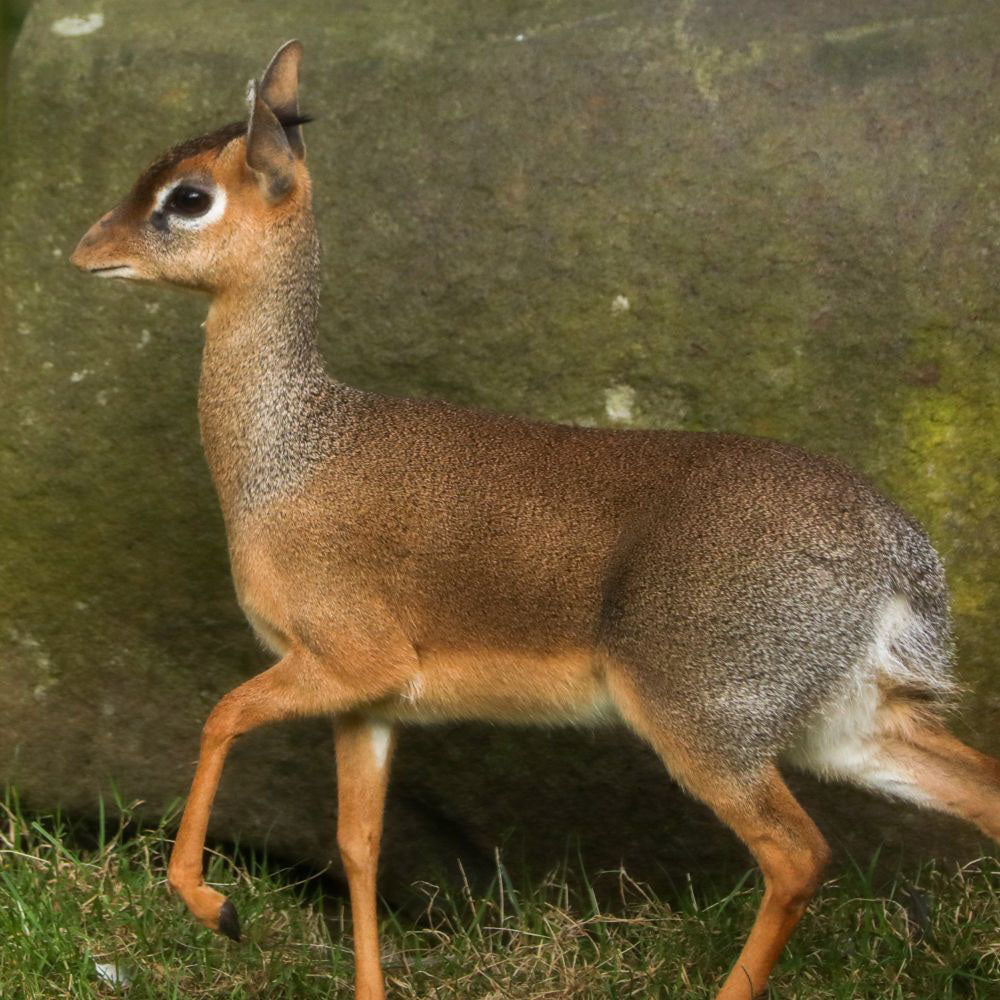 Adopt a Kirk's dik-dik at Edinburgh Zoo and support the Royal Zoological Society of Scotland – your wildlife conservation charity. Choose an adoption package and help save the animals you love.