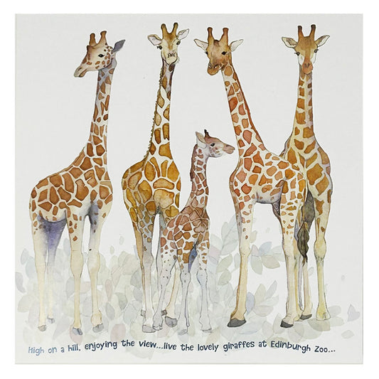Send a smile with our Edinburgh Zoo Giraffes Greetings Card, featuring a fun design by Emma Ball. Perfect for any animal lover, this card is sure to bring a touch of fun and humor to any occasion