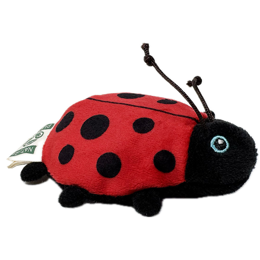 Wild beans ladybird