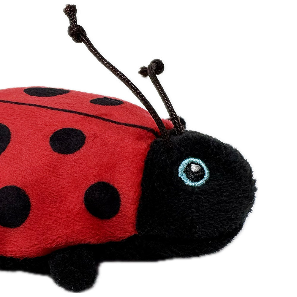 Wild beans ladybird