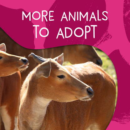 More animals to adopt at Edinburgh Zoo