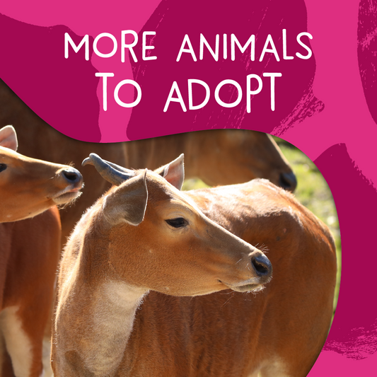 More animals to adopt at Edinburgh Zoo
