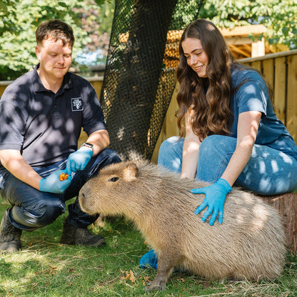 Capybara Magic Moment (ages 7+)