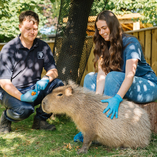 Capybara Magic Moment (ages 7+)