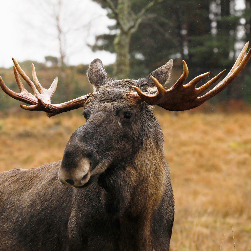 Adopt a Eurasian elk at Highland Wildlife Park and support the Royal Zoological Society of Scotland – your wildlife conservation charity. Choose an adoption package and help save the animals you love.