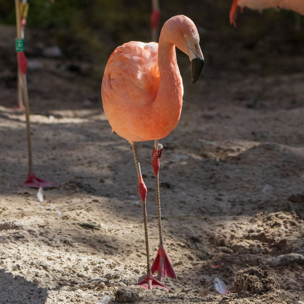 Adopt a Chilean flamingo at Edinburgh Zoo and support the Royal Zoological Society of Scotland – your wildlife conservation charity. Choose an adoption package and help save the animals you love.