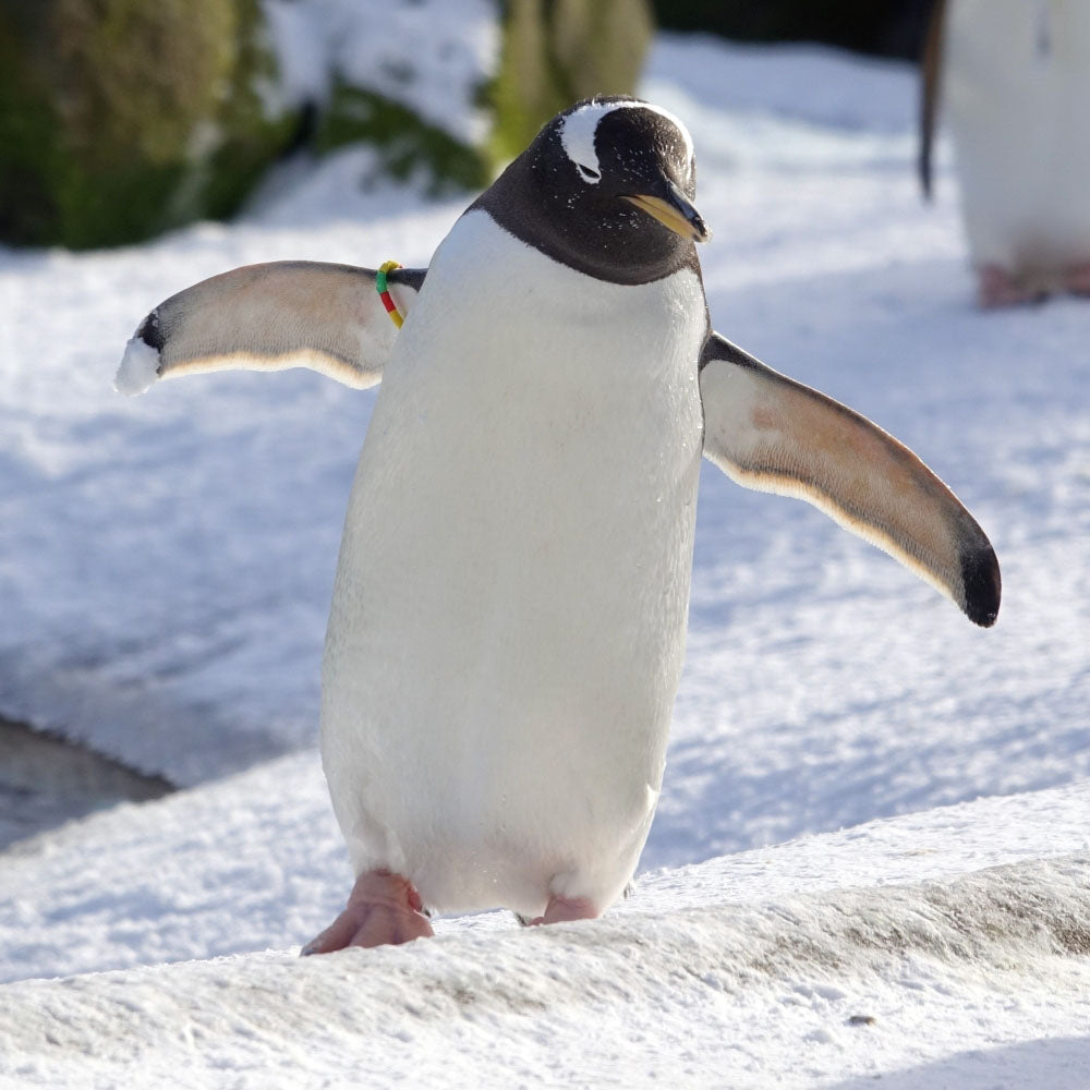 Adopt a gentoo penguin at Edinburgh Zoo and support the Royal Zoological Society of Scotland – your wildlife conservation charity. Choose an adoption package and help save the animals you love.