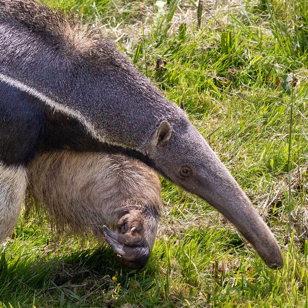 Adopt a giant anteater at Edinburgh Zoo and support the Royal Zoological Society of Scotland – your wildlife conservation charity. Choose an adoption package and help save the animals you love.