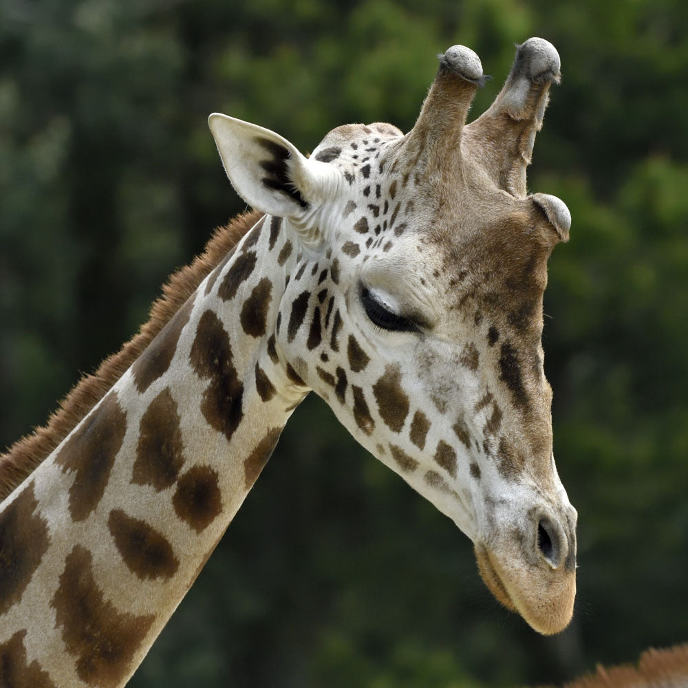 Adopt a Nubian giraffe at Edinburgh Zoo and support the Royal Zoological Society of Scotland – your wildlife conservation charity. Choose an adoption package and help save the animals you love.
