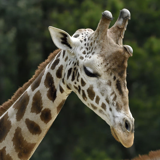 Adopt a Nubian giraffe at Edinburgh Zoo and support the Royal Zoological Society of Scotland – your wildlife conservation charity. Choose an adoption package and help save the animals you love.