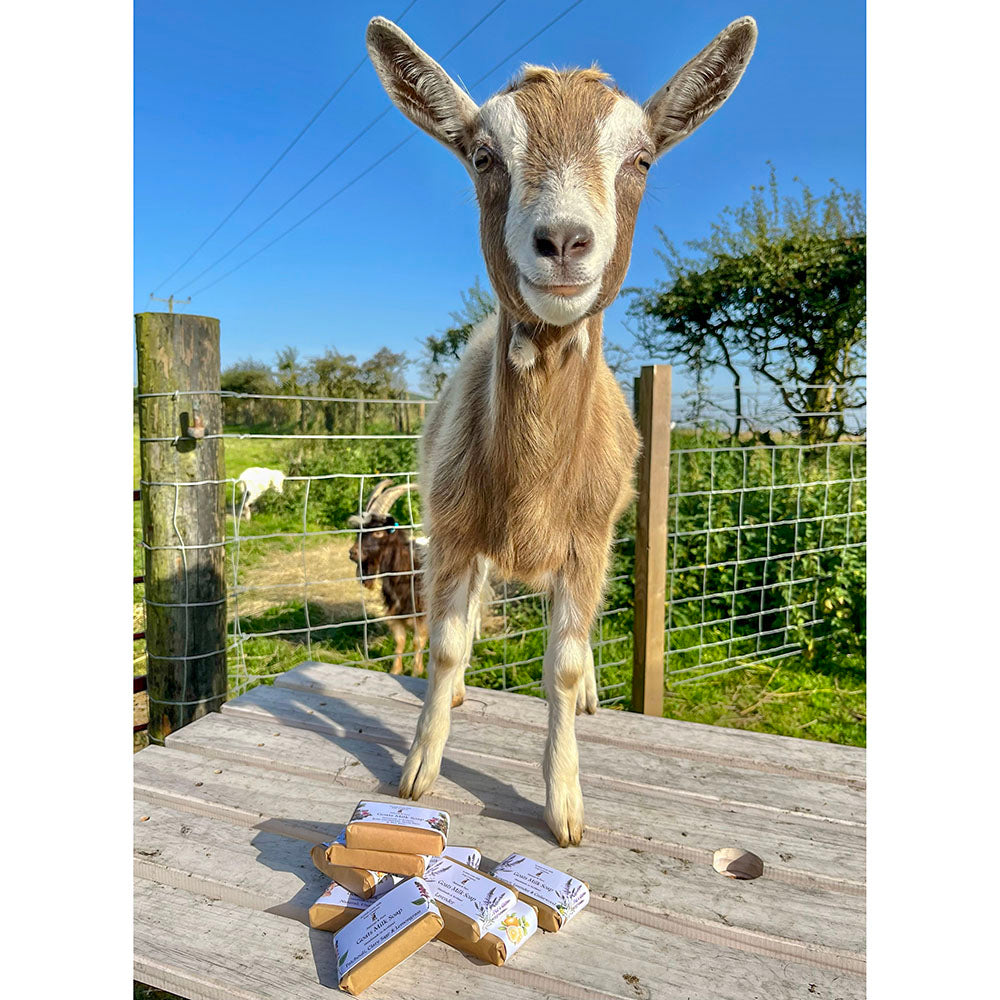 Scottish Goats Milk Soap - Ylang Ylang 95g