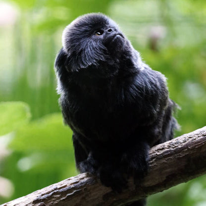 Adopt a Goeldi's monkey at Edinburgh Zoo and support the Royal Zoological Society of Scotland – your wildlife conservation charity. Choose an adoption package and help save the animals you love.