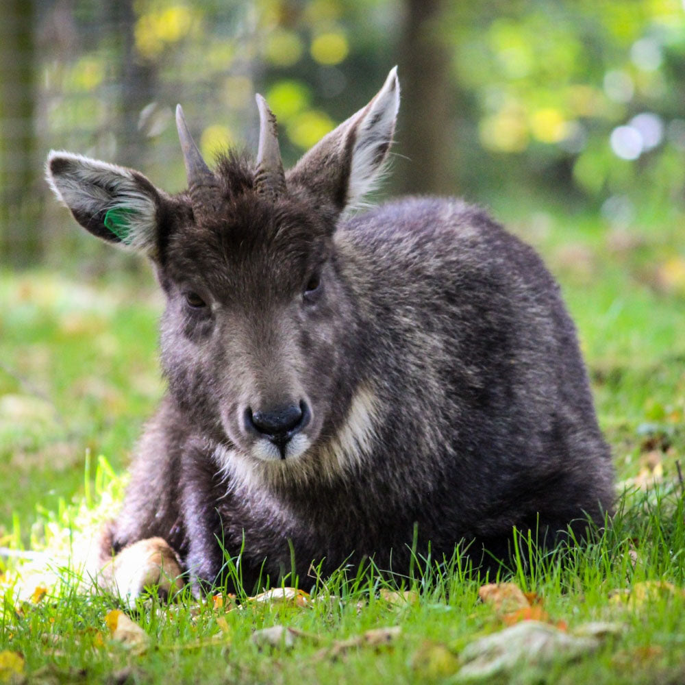 Adopt a Chinese goral at Edinburgh Zoo and support the Royal Zoological Society of Scotland – your wildlife conservation charity. Choose an adoption package and help save the animals you love.
