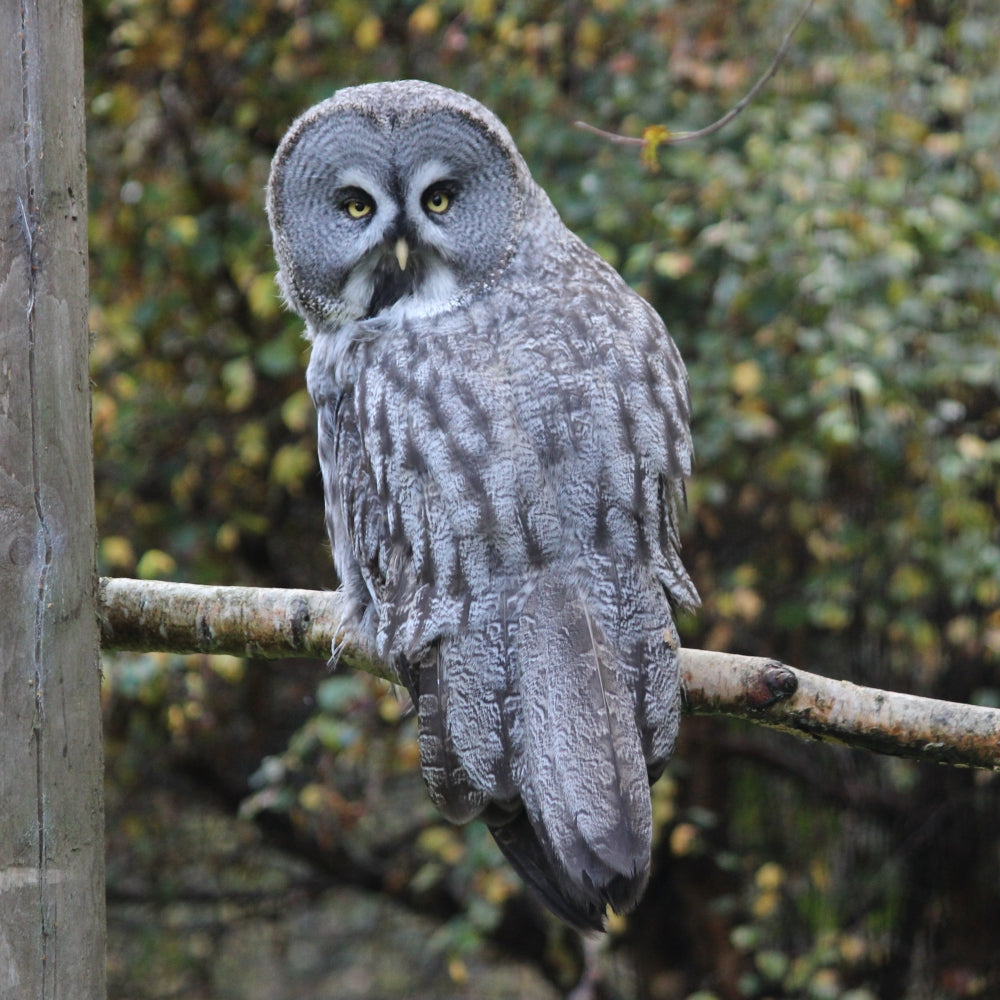 Adopt a great grey owl at Highland Wildlife Park and support the Royal Zoological Society of Scotland – your wildlife conservation charity. Choose an adoption package and help save the animals you love.