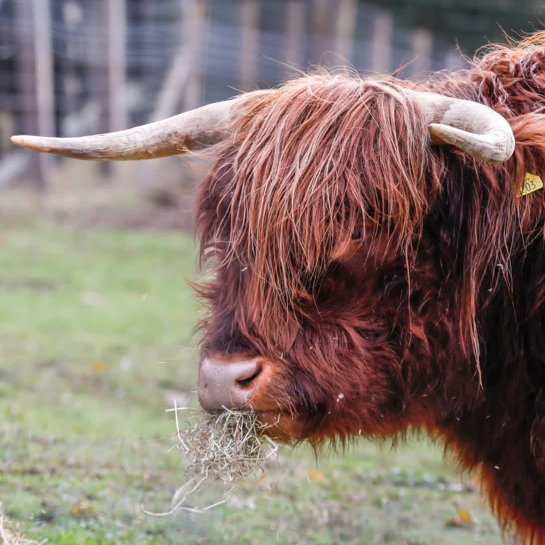 Highland Cow Magic Moment (ages 7+)