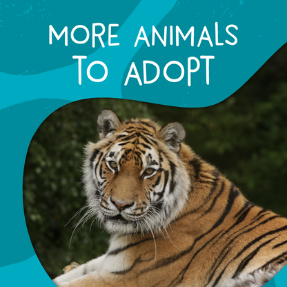 More animals to adopt at Highland Wildlife Park