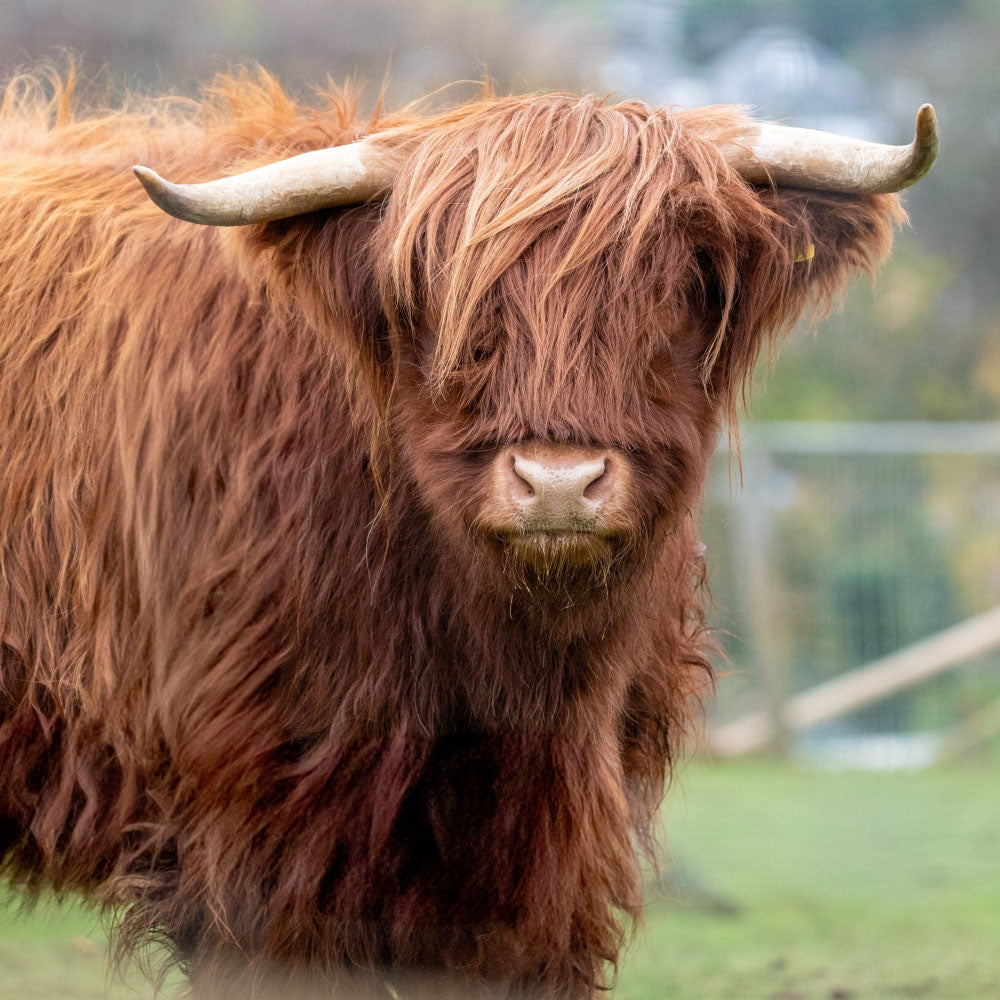 Adopt a Highland cow at Edinburgh Zoo and support the Royal Zoological Society of Scotland – your wildlife conservation charity. Choose an adoption package and help save the animals you love.